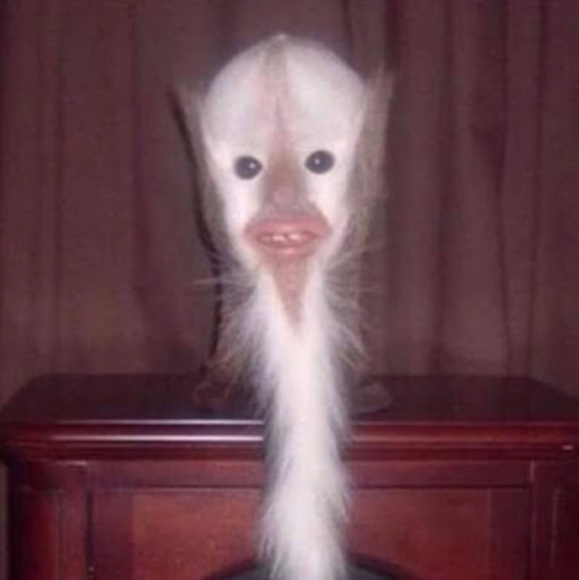 Meet your Posher, Mariel - Picture 1 of 1